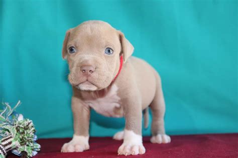 champagne pitbull puppies for sale